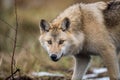 ÃÂ¡lose-up portrait of a wolf. Eurasian wolf Royalty Free Stock Photo